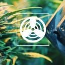 Ventilatie In Je Cannabis Kweekruimte