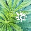 IJzertekort Bij Wiet