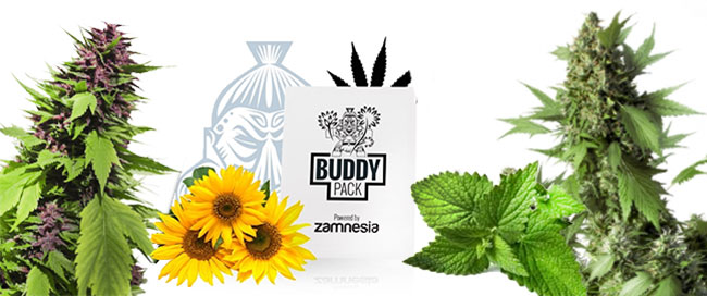 verbergen cannabis te kweken metgezel verbergen cannabis te kweken metgezel