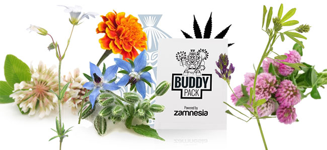 Cannabis metgezel voeding Cannabis metgezel voeding