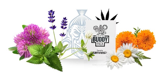 Gezelschapsplant buddy pack cannabis Gezelschapsplant buddy pack cannabis