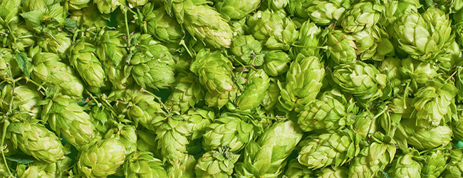 Hop voor bier Hop voor bier