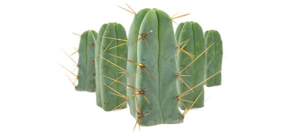 Cactus Of The Four Winds Cactus of the four winds