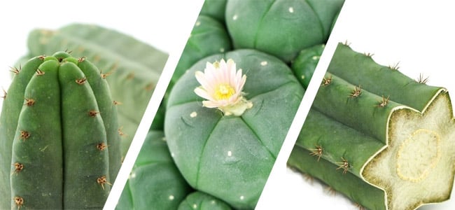 Verschillende mescaline cacti Verschillende mescaline cacti