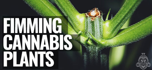 Cannabisplanten Fimmen | Wietopbrengsten Verhogen