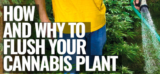 Hoe & Waarom Je Cannabisplanten Moet Flushen 