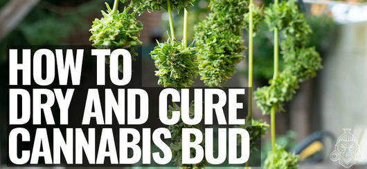Zo Droog en Cure Je Cannabistoppen Fatsoenlijk