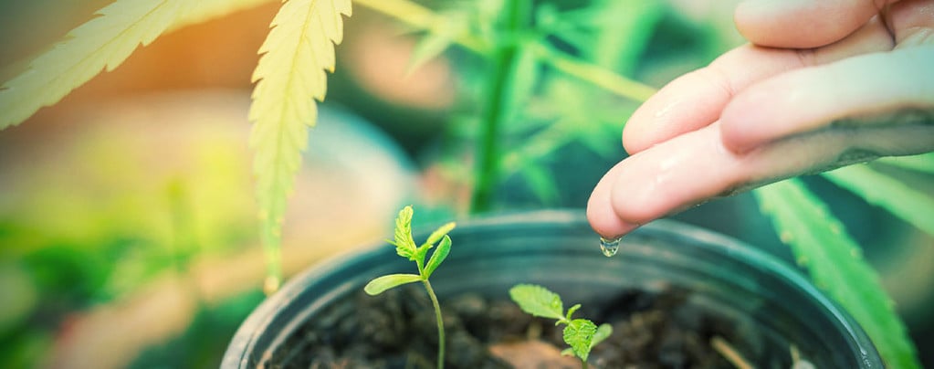 Wat Is Het Beste Water Voor Cannabis Planten? 