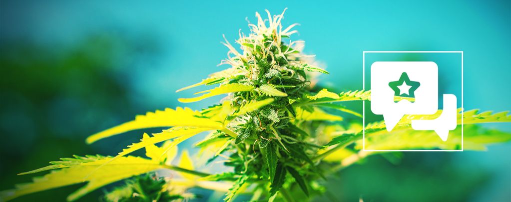 Power Flower: Cannabis Strain Review & Informatie