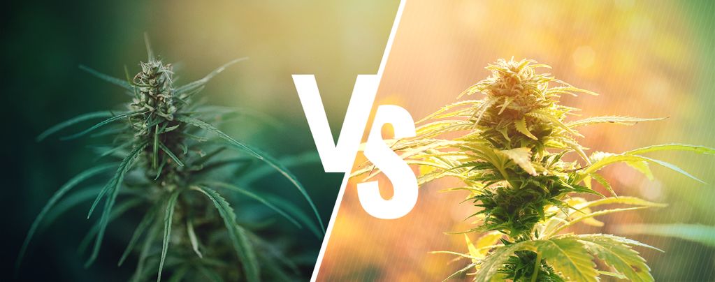 Wat Is Het Verschil Tussen Cannabis En Hennep?