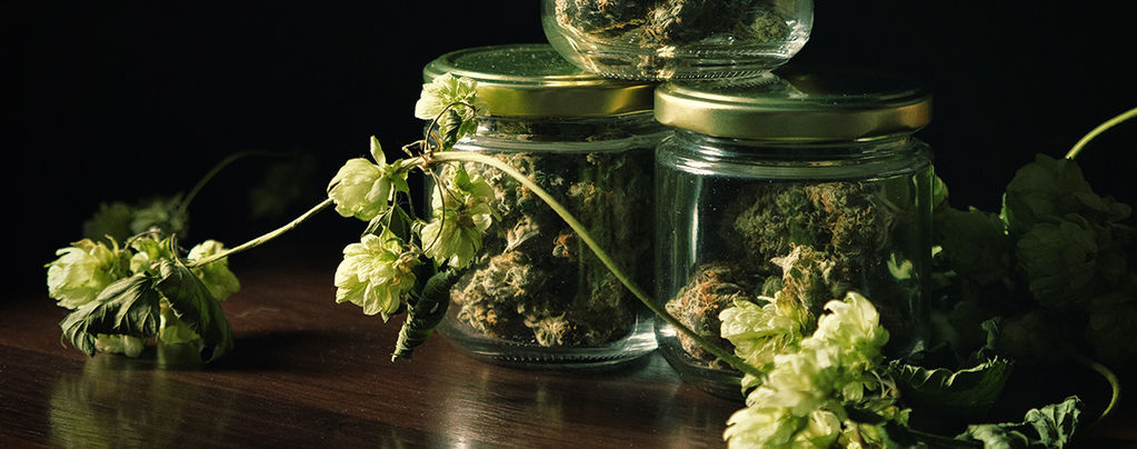 De Verrassende Connectie Tussen Cannabis En Hop 