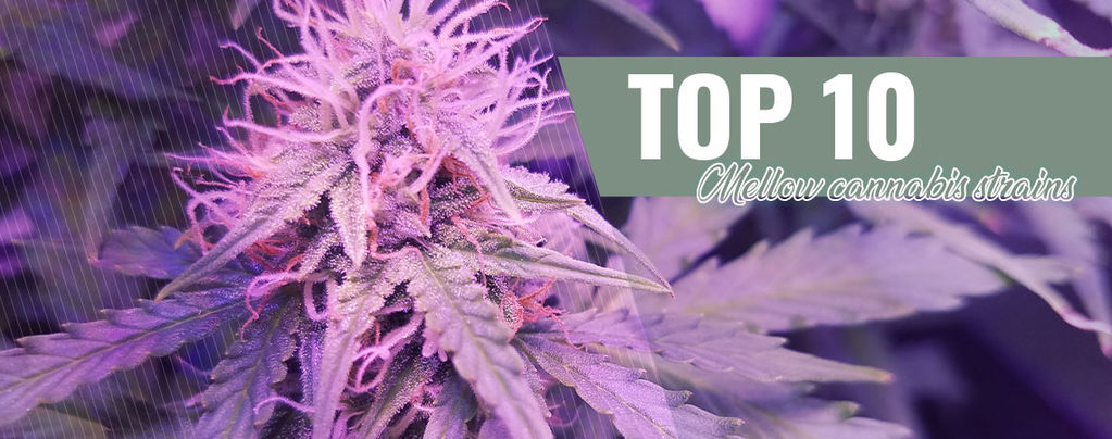Top 10 Milde Strains Voor 2016