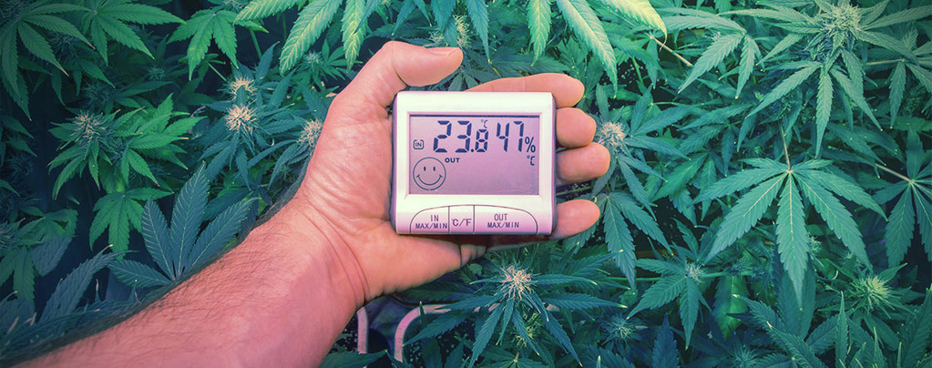 Ultieme Temperaturen Kweken Cannabis
