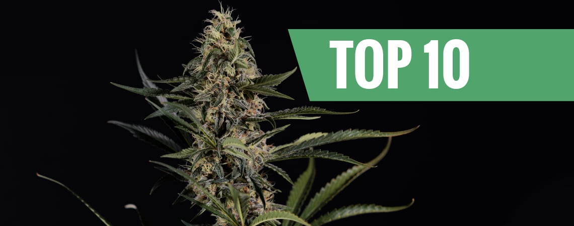 Top 10 sterkste en krachtigste wietsoorten