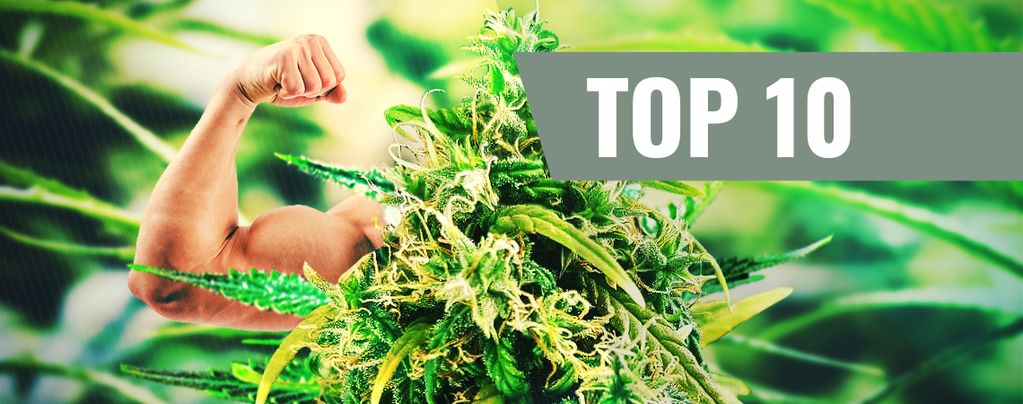 Top 10 THC-Rijke Strains