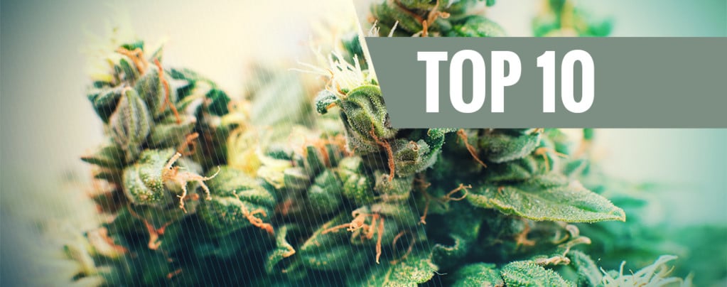 Top 10 Autoflowering Cannabis Soorten