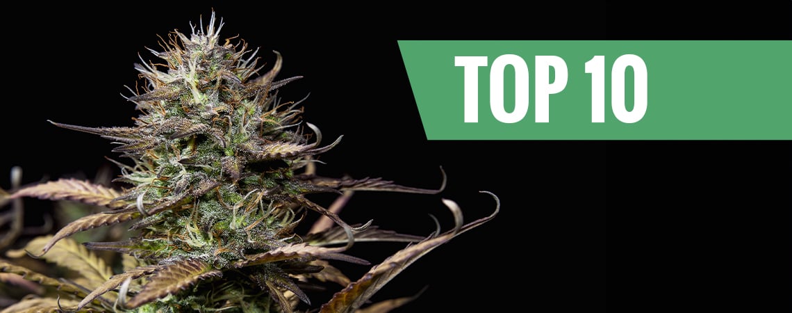 Top 10 Autoflowering Wietsoorten