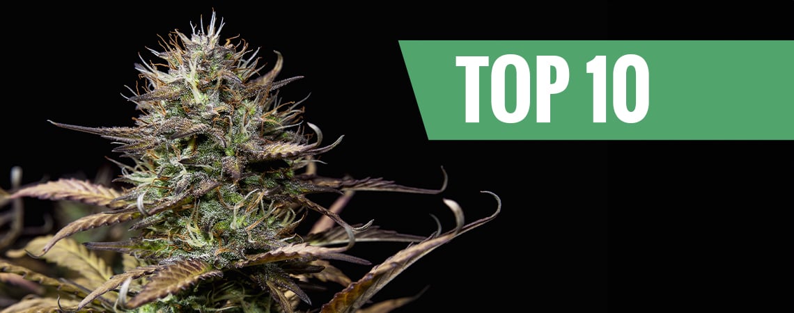 Top 10 Autoflowering Wietzaden