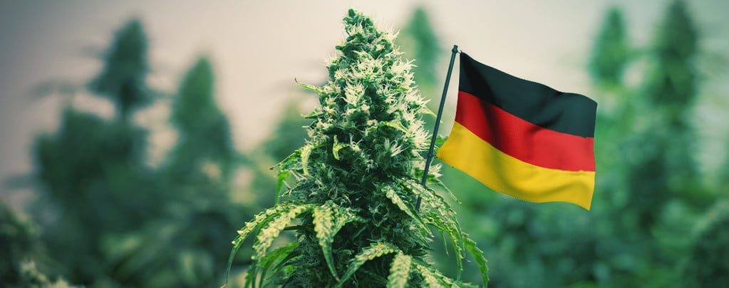 De Beste Outdoor Cannabis Strains Om In Duitsland Te Kweken