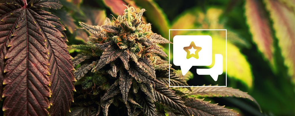 Blue Widow: Cannabis Strain Review & Informatie