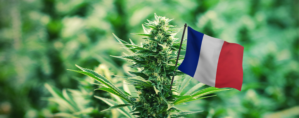 Beste Cannabissoorten In Frankrijk