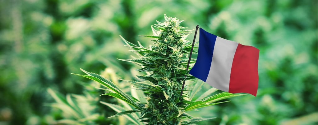 Beste Cannabissoorten In Frankrijk