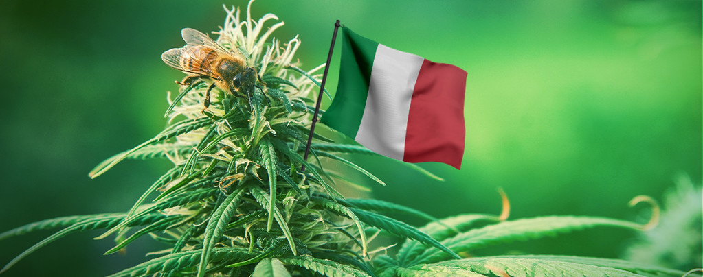 Beste Cannabiszaden Italië