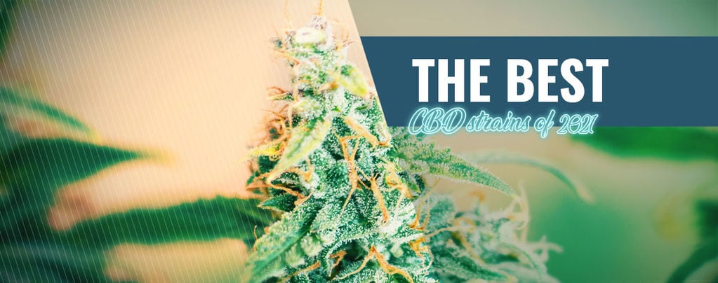 CBD Strains Om Thuis Te Kweken CBD Strains Om Thuis Te Kweken