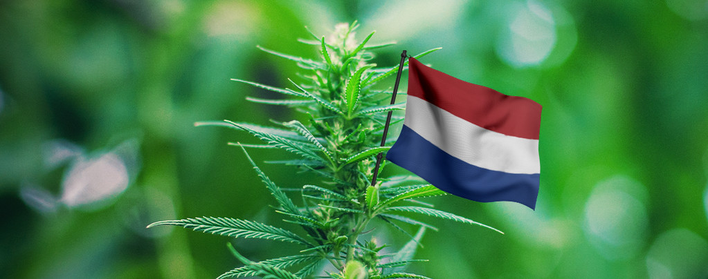 De Beste Cannabisplanten Om Buiten Te Kweken In Nederland 