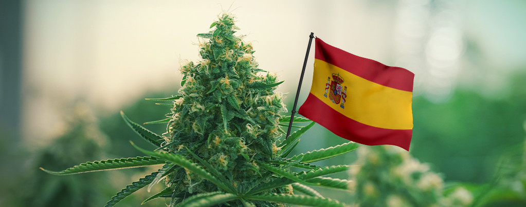 Beste Cannabis Soorten Spanje
