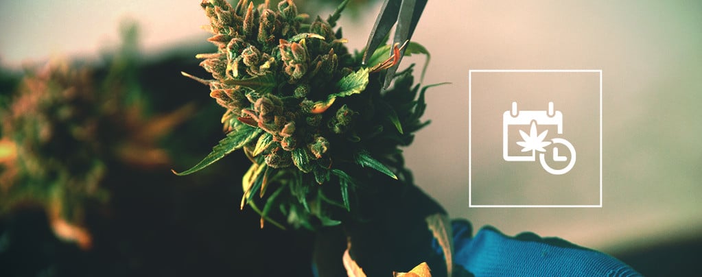 Hoe Verkort Je De Bloeitijd Van Je Cannabisplanten?