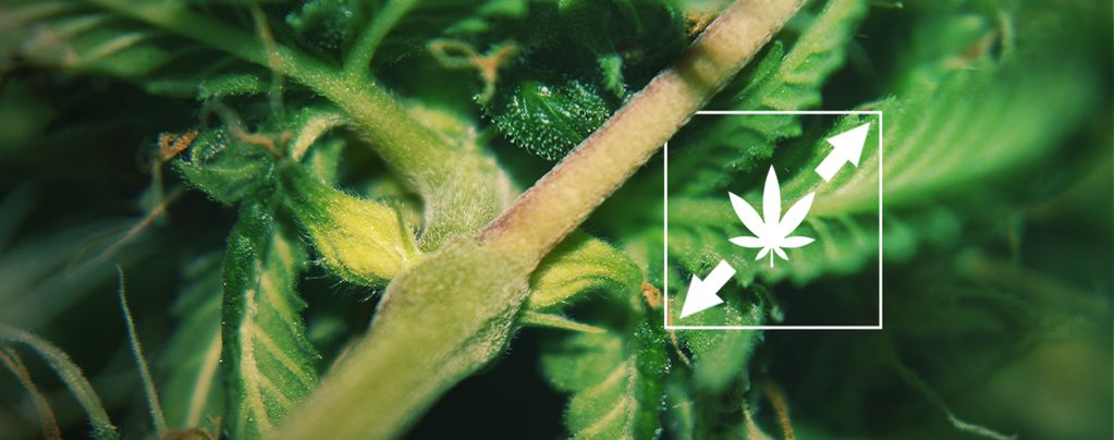 Uitstrekken Cannabisplanten Verminderen 