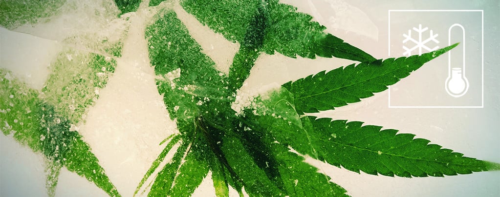 De Beste Cannabiszaden Om Te Kweken In Koudere Klimaten