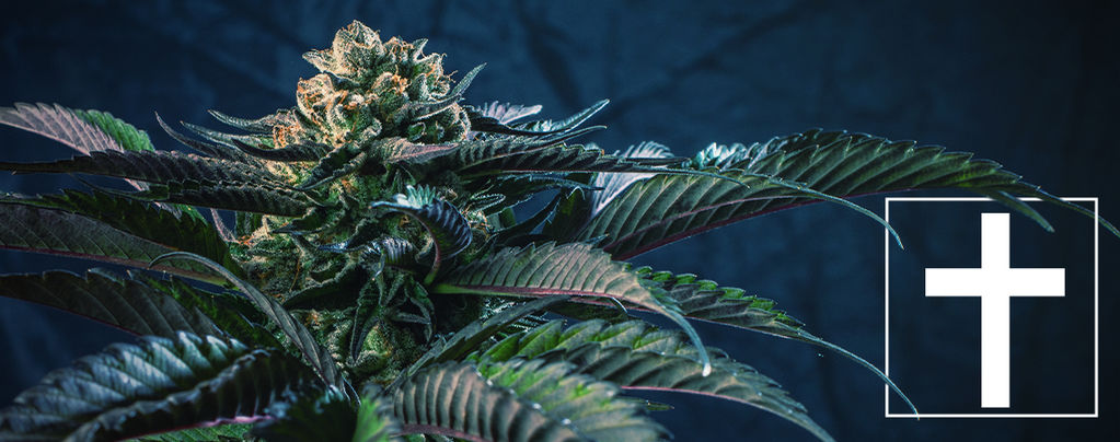 7 Cannabis Soorten Voor De 7 Hoofdzonden