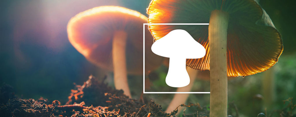 Soorten Magic Mushrooms