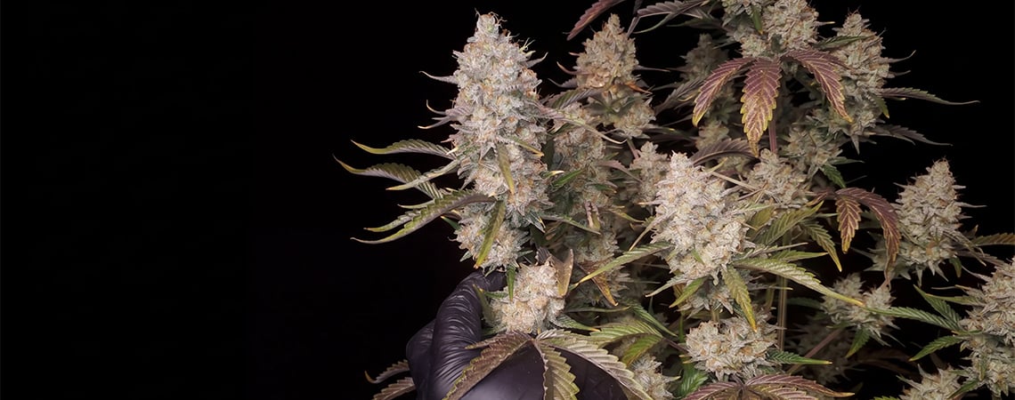 Top 5 Hoogproductieve Autoflowering Strains