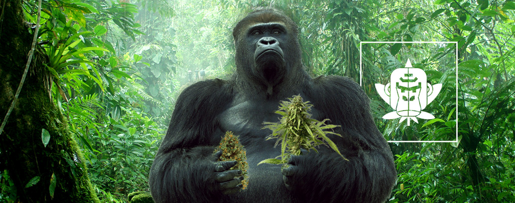 Gorilla Glue Cannabis Soorten