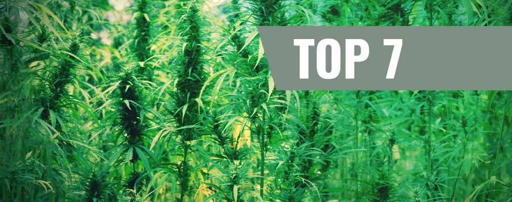 Top 7 Originele Cannabis Soorten En Hun Breeders