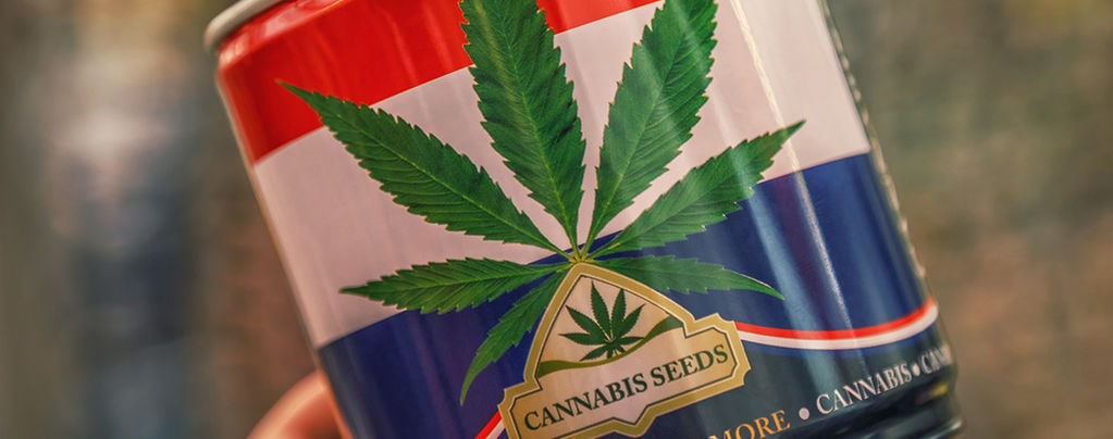 Nederwiet! Alles Over Nederlandse Wiet En De Top 3 Van In Nederland Ontwikkelde Cannabissoorten