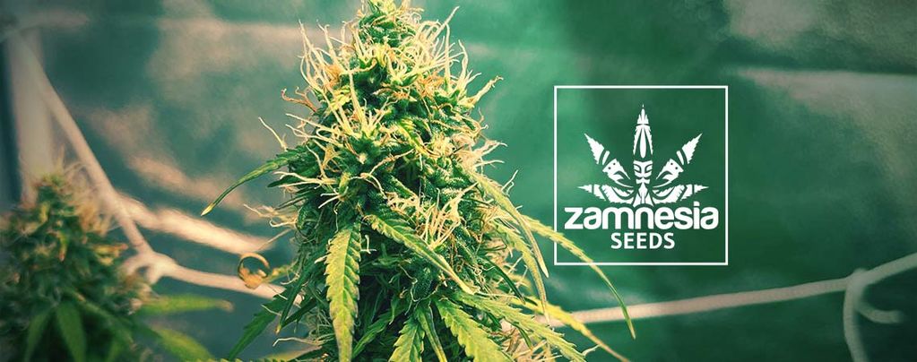 Girl Scout Cookies (Zamnesia Seeds) Feminized