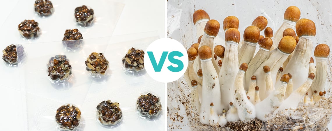 Magic truffles versus paddo's: en de winnaar is?