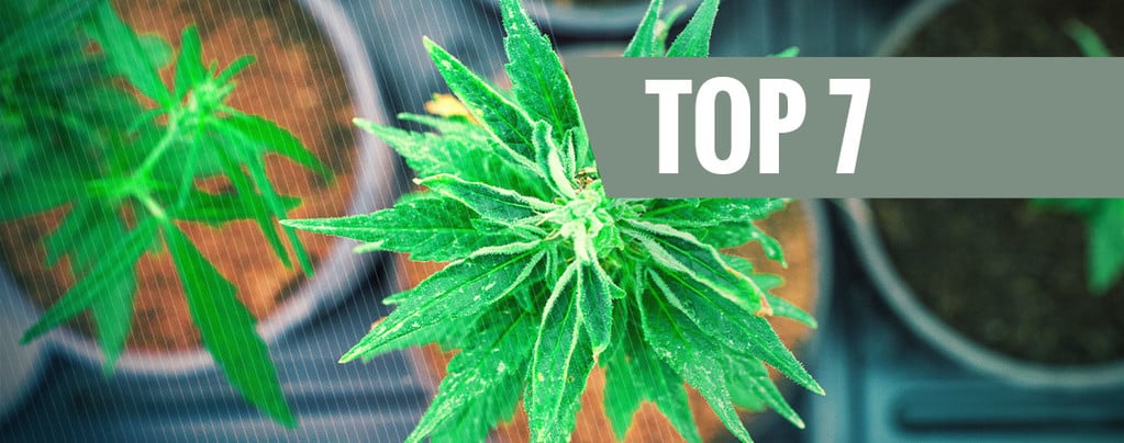Top 7 Cannabissoorten Met Een Unieke THC:CBD Verhouding