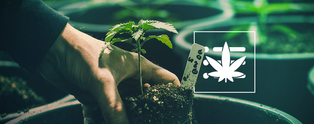 Je Eerste Cannabis Plant Kweken