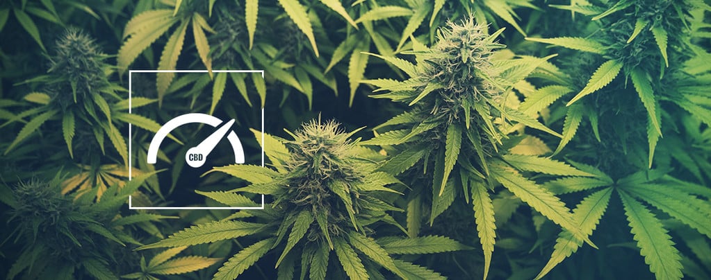 Hoe Verhoog Je Het CBD Niveau Bij Het Kweken Van Cannabis? 