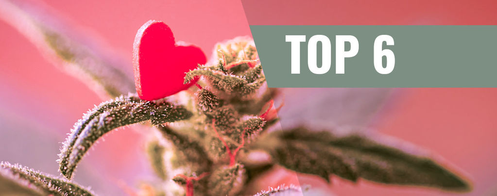 Cannabis Strains Voor Valentijnsdag