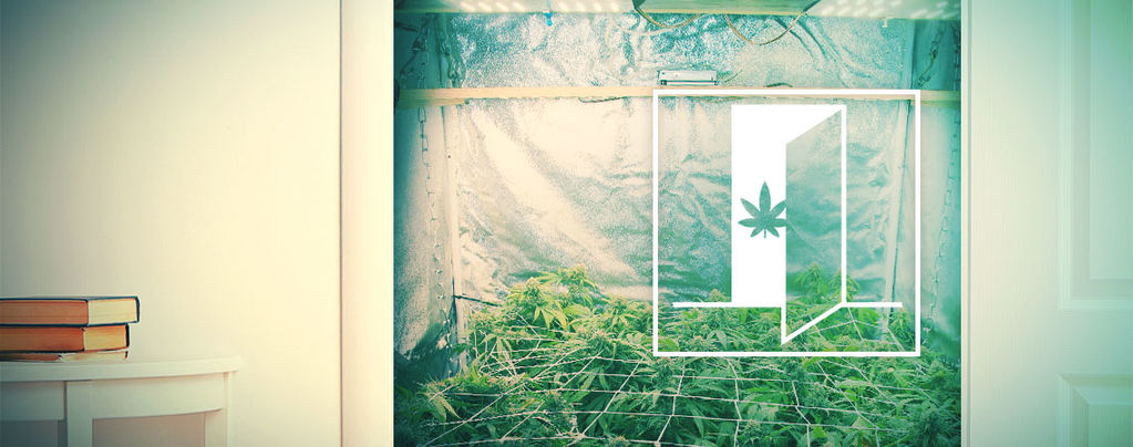 Hoe Kweek Je Cannabis In Een Kast?