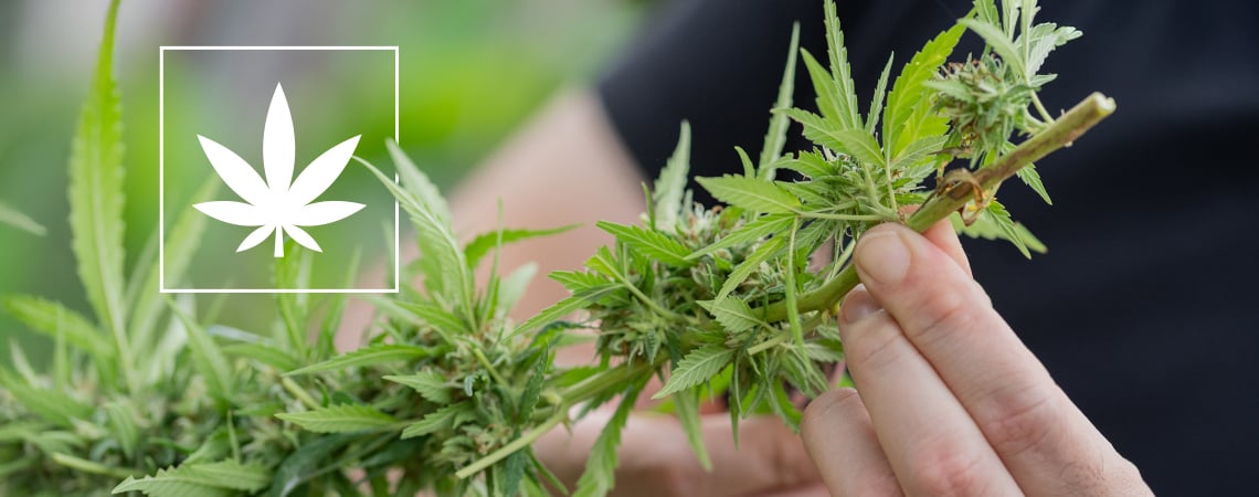 Cannabis strains onder 1% THC