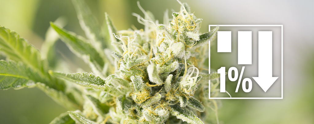 Cannabis Strains Onder 1% THC