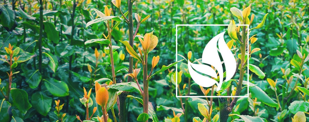 Wat Is Khat?