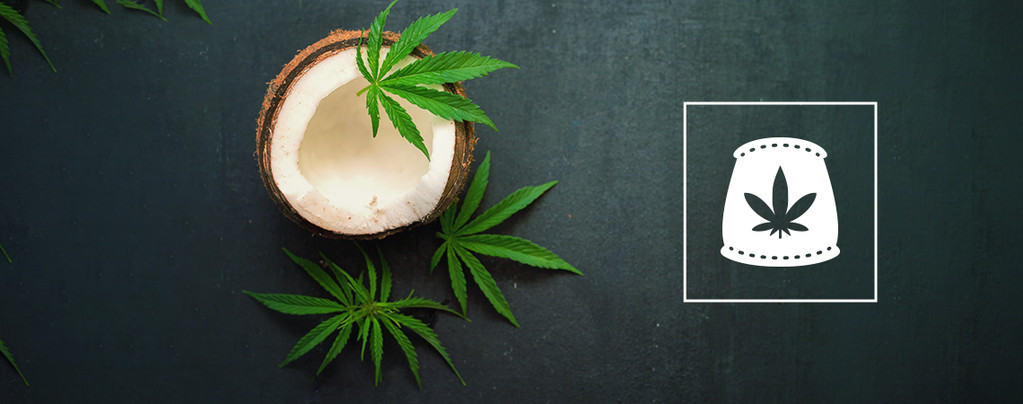 Kokoswater Als Biologische Meststof Voor Cannabis